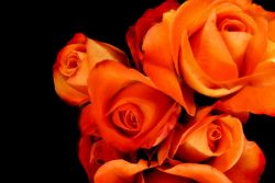 помаранчеві троянди