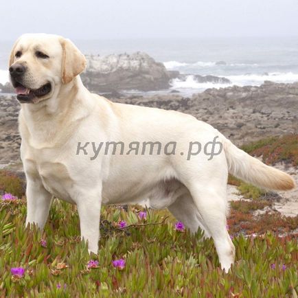 Vélemények a Labrador (No félelemérzet pozitív) Vélemények a Labrador