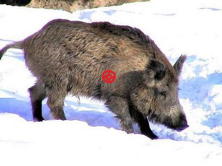 Vadászat egy számszeríjjal, a finomságok, a remete blog (számszeríj) Vadászat egy számszeríjjal, a finomságok, a remete blog