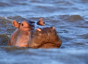 A Viktória-tó, a Victoria Nyanza, ukereve (Lake) A Viktória-tó, a Victoria Nyanza, ukereve