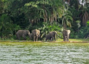 A Viktória-tó, a Victoria Nyanza, ukereve (Lake) A Viktória-tó, a Victoria Nyanza, ukereve