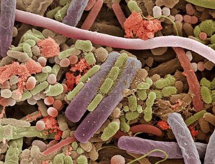 Por és baktériumok otthonában cikkek