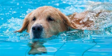 Úszás kutyák -, hogy szükséges