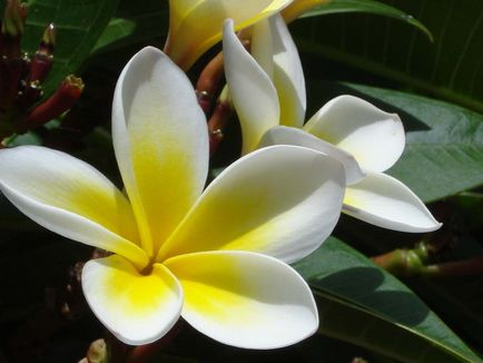 Plumeria termesztési és ápolási otthon, fotók