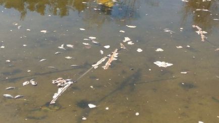 Miért haldokló halat hírek Dimitrovgrad