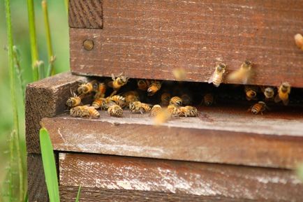 Miért méhek halnak - a világon