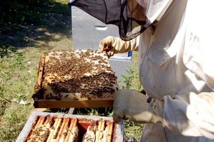 Miért méhek halnak - a világon