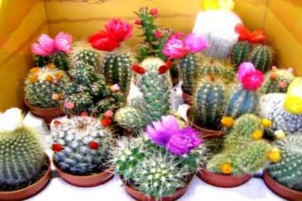 Miért rothadó kaktusz