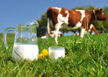 Miért keserű tehenek tejéből