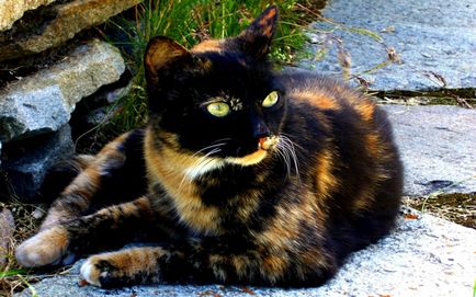 Miért van néhány fekete macska változtatni a színét a vörös-barna