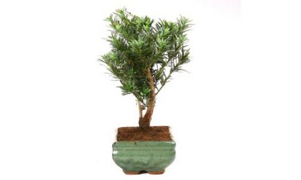 Podocarpus bonsai ápolási otthon