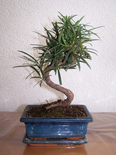 Podocarpus (nogoplodnik) fotók, ápolási otthon, a fajta
