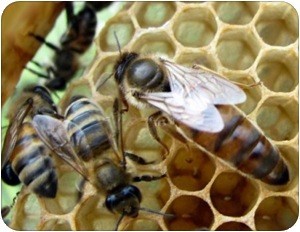 Az újratelepítési meddő méhet méhcsaládok