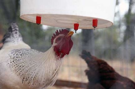 Itató berendezések csirke a kezét lépésről lépésre, videók és fotók