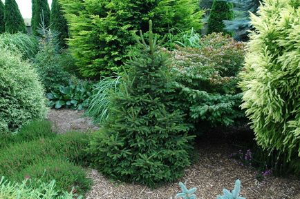 Stevia - ültetés és gondozás, fotó, növény kert