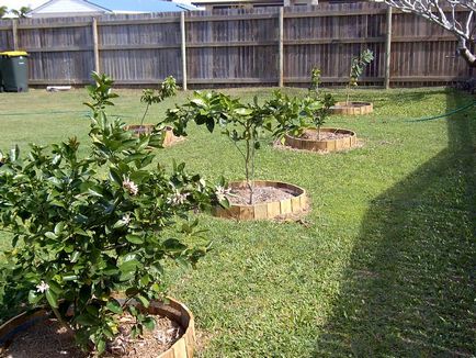 Stevia - ültetés és gondozás, fotó, növény kert