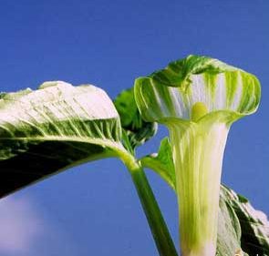 Stevia - ültetés és gondozás, fotó, növény kert