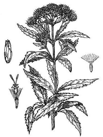 Stevia ültetés és gondozás a nyílt terepen, egyre nagyobb a vetőmag-termelő fajták (telepítési) Stevia ültetés és gondozás a nyílt terepen, egyre nagyobb a vetőmag-termelő fajták