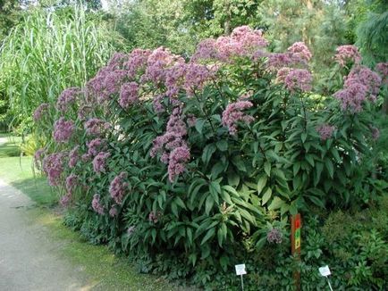 Stevia ültetés, gondozás, különösen a növények