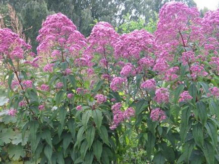 Stevia ültetés, gondozás, különösen a növények