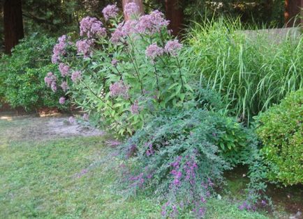 Titkok stevia ültetés és gondozás évelő