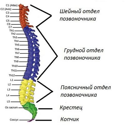 Az emberi gerinc szerkezete a számozás lemez