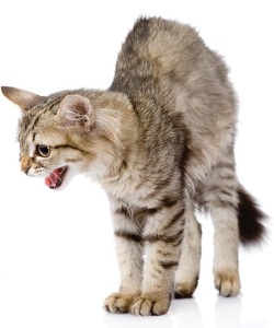 Az okok az agresszív viselkedés a macskák