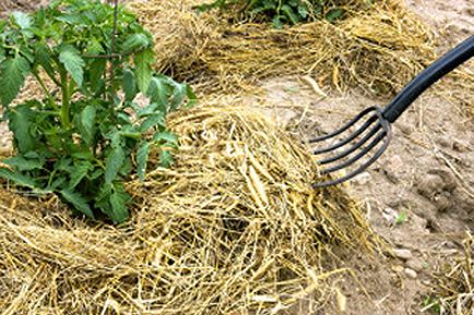 Megelőzése burgonyavész paradicsomon nyílt talajvédelmi módszerek
