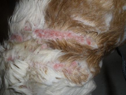 Psoriasis Kutya fotó, tünetek, okok, kezelése és megelőzése (kutya) Psoriasis Kutya fotó, tünetek, okok, kezelése és megelőzése