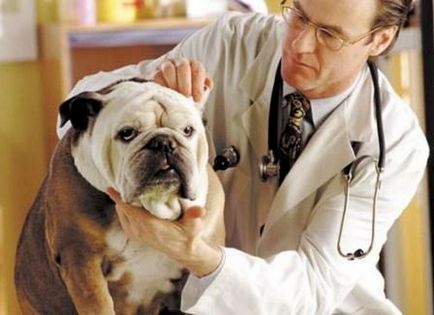 Psoriasis Kutya fotó, tünetek, okok, kezelése és megelőzése (az okokat) Psoriasis Kutya fotó, tünetek, okok, kezelése és megelőzése