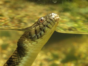 Mondja el, mit álmodik kígyó a vízben