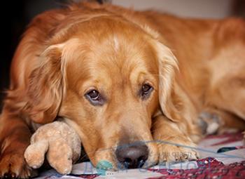 kutya étrend mérgezés után - válaszokat és tanácsokat a kérdéseire