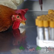 Tisztában vagyunk azzal, hogy miért a csirke és a kakas festett különböző módon, bizonyos különbségek (miért) Tisztában vagyunk azzal, hogy miért a csirke és a kakas festett különböző módokon, milyen különbségek