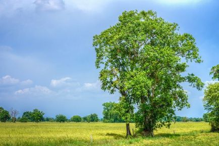 Faj Ficus faj fényképei és nevei