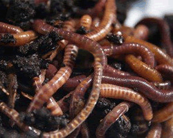 pinwormokkal harcol lehet e parazitákkal éhezni