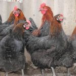 Ritka fajták csirkék fajták jellemzői, sajátosságai (faj) Ritka fajták csirkék fajták jellemzői, sajátosságai