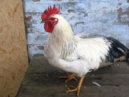 Ritka fajták csirkék fajták jellemzői, sajátosságai (összes marhahús fajták) Ritka fajták csirkék fajták jellemzői, sajátosságai