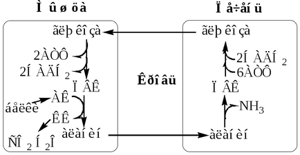 Szénhidrát-anyagcsere szabályozásában