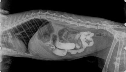 X-sugarak a nyelőcső és a gyomor jelzések (oesophagus) X-sugarak a nyelőcső és a gyomor jelzések