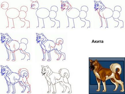 Ábra kutyák szakaszokban - hogyan kell felhívni a ló lépésről lépésre ceruzarajz ló