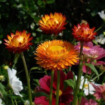 Helichrysum kert - ültetés, gondozás, tenyésztés