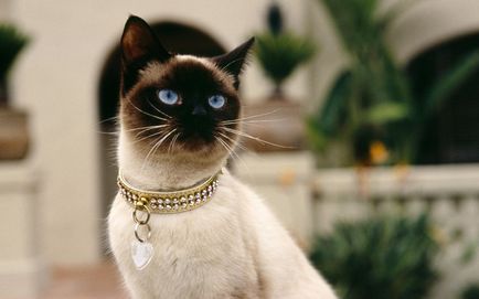 A legbájosabb fajta thai macskák a fotó; Úgy néz ki, mint az igazi thai és thai macska;