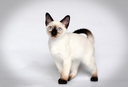 A legbájosabb fajta thai macskák a fotó; Úgy néz ki, mint az igazi thai és thai macska;