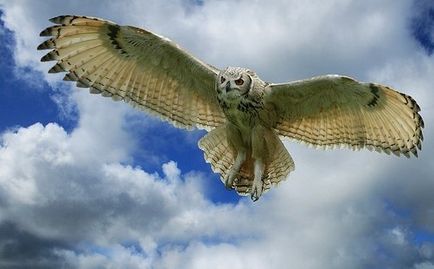 A legérdekesebb tények baglyok, a legérdekesebb (akár centiméter) a világon A legérdekesebb tények baglyok, a legérdekesebb dolog a világon