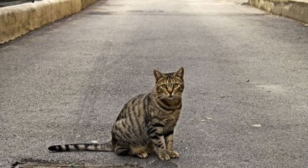 Cat kopogott az autó - mit tegyünk, mit ír alá