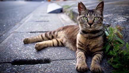 Cat kopogott az autó - mit tegyünk, mit ír alá