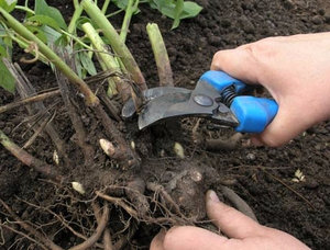Titkok a sikeres termesztés Ligularia ültetés és gondozás a kertben