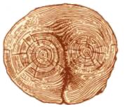 Core, referencia, fűrészáru, fa szerkezeti