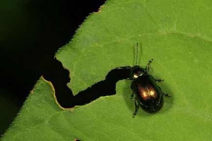 Sóska lyukat, hogy mit és hogyan kell kezelni (gyógyszerek és népi jogorvoslati)