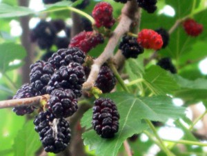 Mulberry (eperfa, itt Tutina, latin